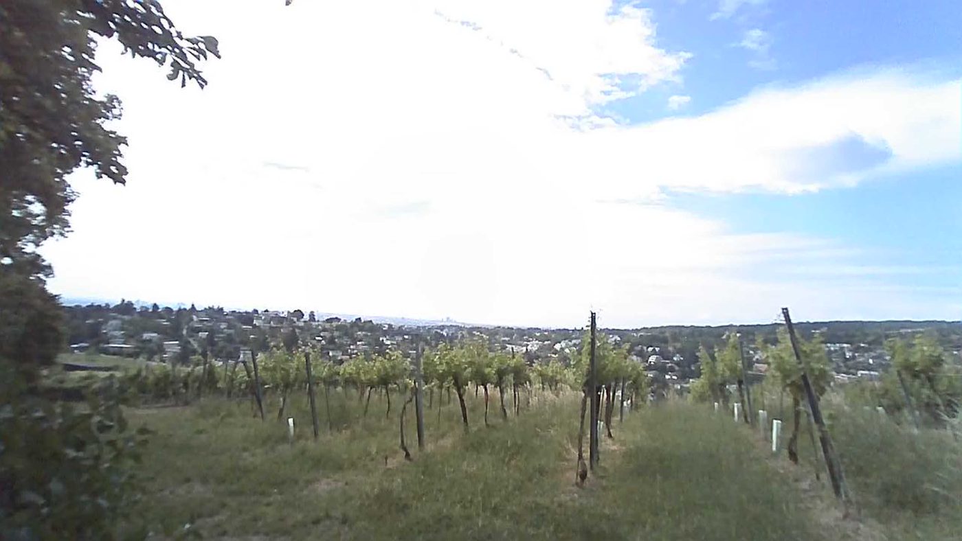 Vineyard walk