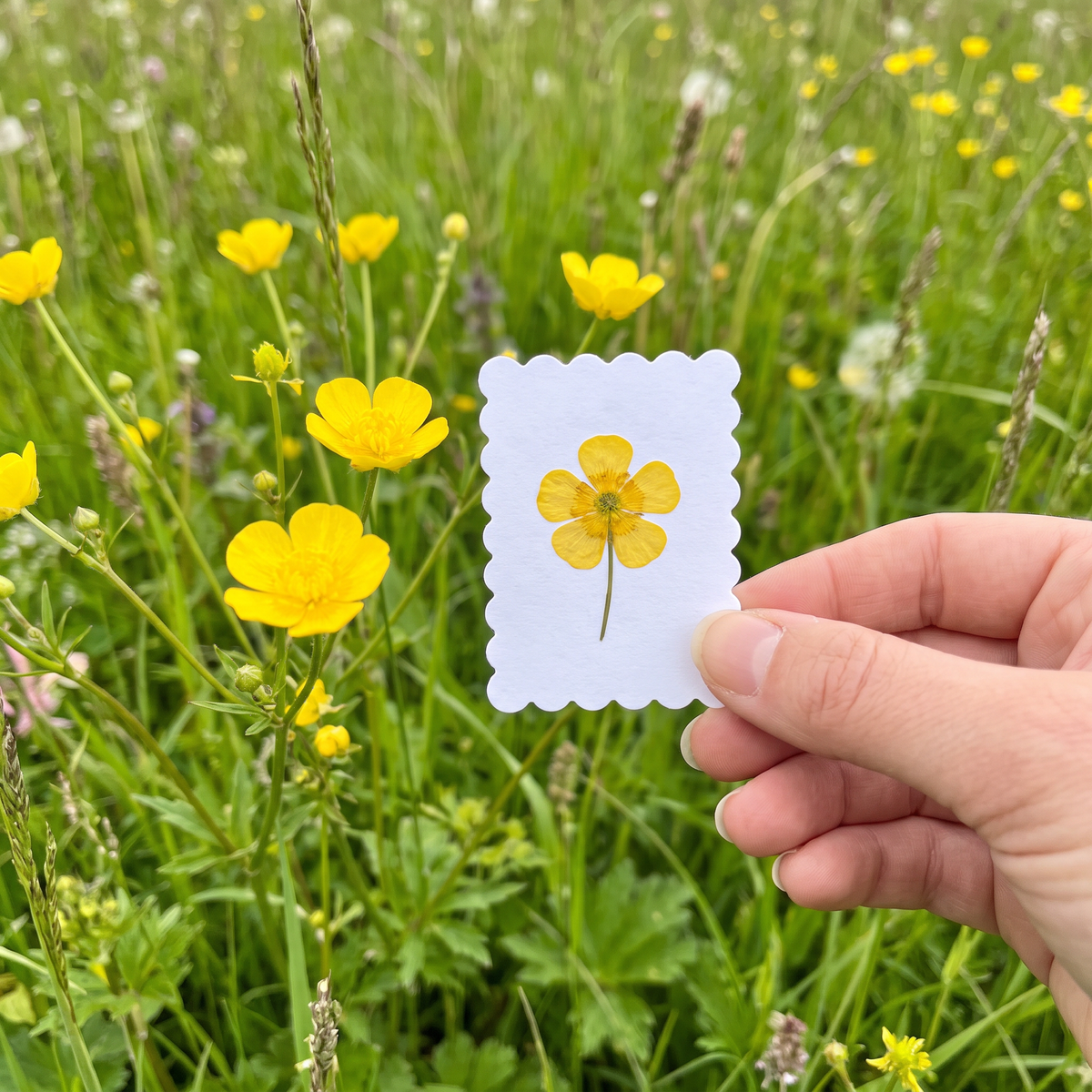 A pressed buttercup next to the living flowers