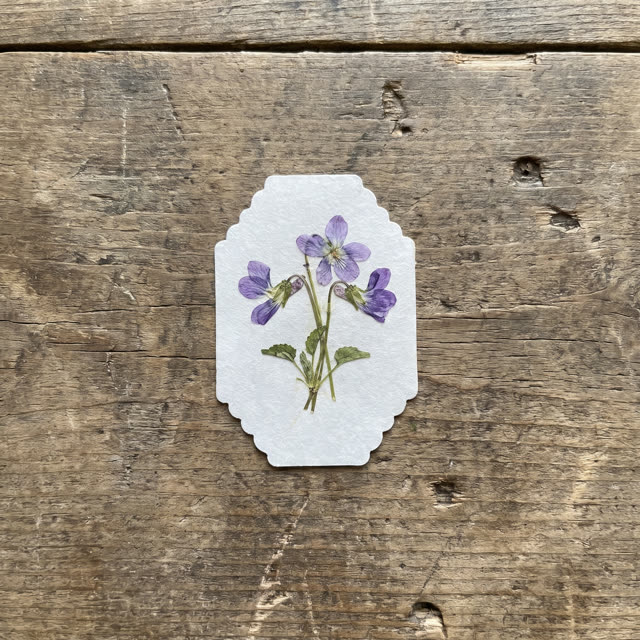 Violet · Blue Ridge