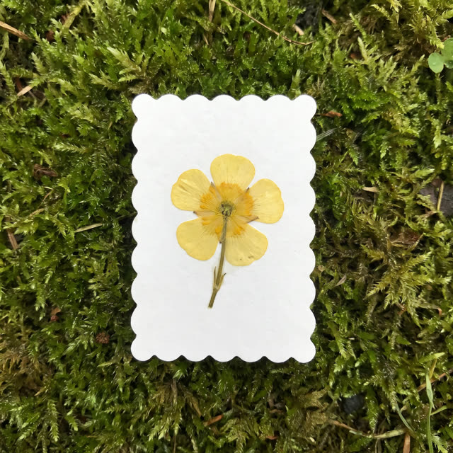 Buttercup · Yosemite