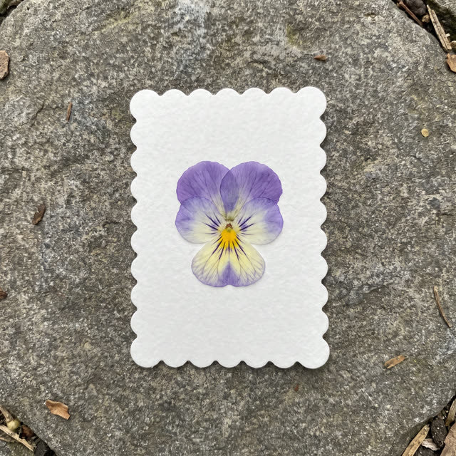 Pansy · Smokies