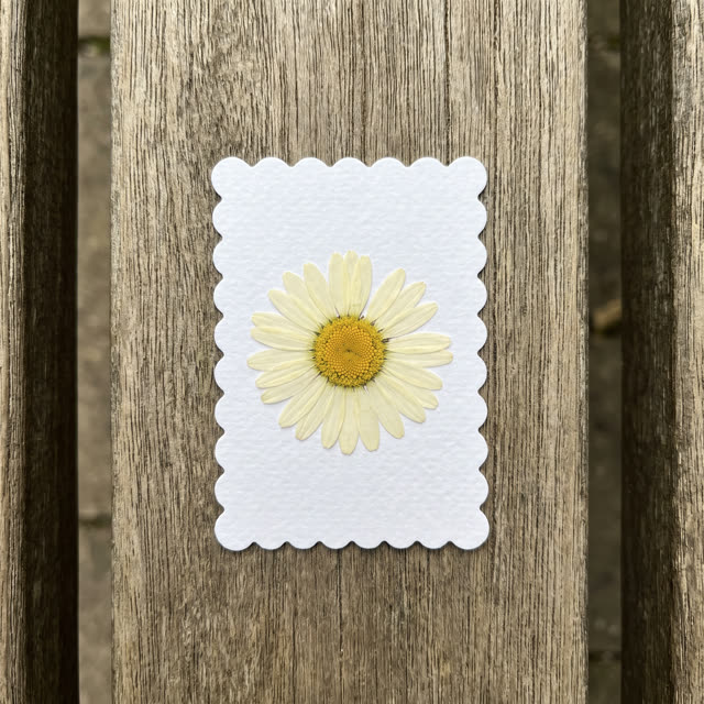 Daisy · Lake Tahoe