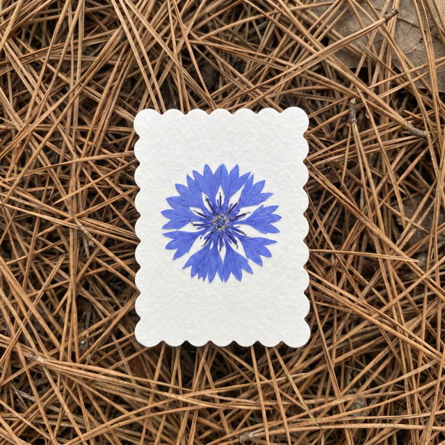 Cornflower · Vermont