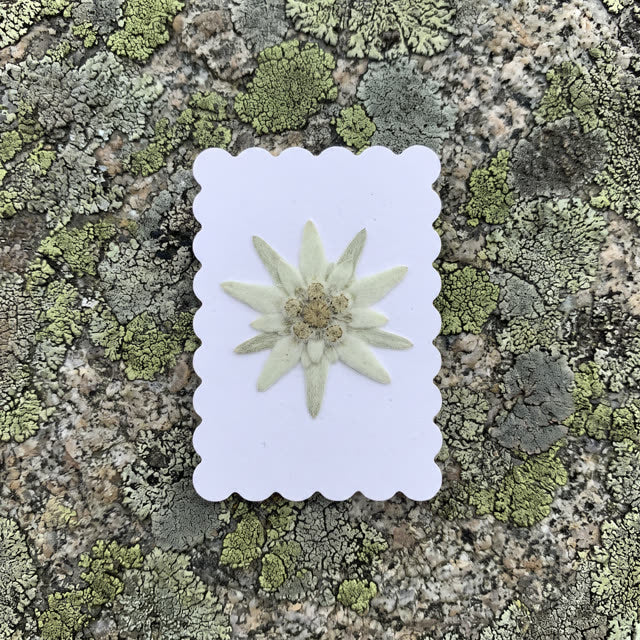 Edelweiss · Dolomites