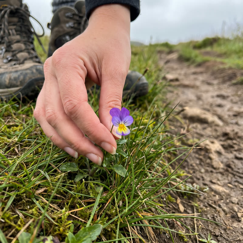 1. Pick a small flower